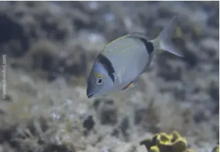 Diplodus_Vulgaris_Zweibindenbrasse_divedict_Mittelmeer_mediterranean_bio_lexicon-086 DiveDict