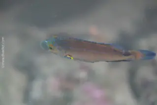 Mittelmeer_Lippfisch_Symphodus_Mediterraneus_divedict_Mittelmeer_mediterranean_bio_lexicon-063 DiveDict