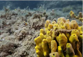 DiveDict_Foto_Biolexikon_Fische_Mittelmeer_Bild_Pfeifenfische_hippocampus_guttulatus_langschnautziges_seepferdchen_Krotien_Italien_Nord_Adria_Frankreich_Goldschwamm
