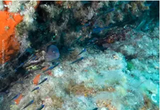 divedict_foto_biolexicon_fish_mediterranean muarene_helena_picture_corsica_elba_France