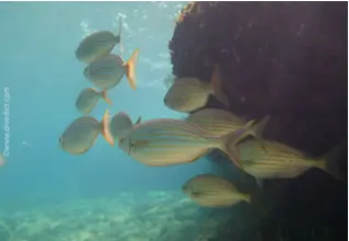 DiveDict_Foto_Bild_Biolexikon_Fische_Mittelmeer_Brasse_sarpa_salpa_Goldstrieme_Bild