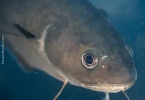 Secca della Colombra