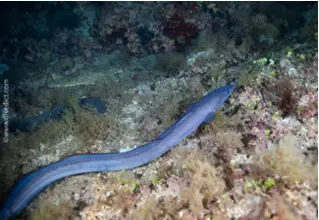 DiveDict_Foto_Biolexikon_Fische_Mittelmeer_Kroatien_Meeraal_Conger_Conger_Bild
