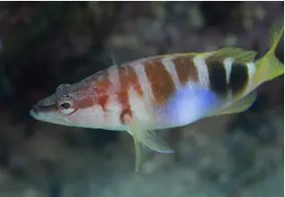 Serranus_Scriba_Schriftbarsch_divedict_Mittelmeer_mediterranean_bio_lexicon-024