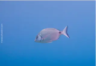 DiveDict_Foto_Biolexikon_Fische_Mittelmeer_Brasse_Diplodus_Sargus_Geissbrasse_Bilder