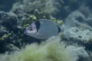 Zweibindenbrasse_Diplodus_vulgaris_divedict_Mittelmeer_mediterranean_bio_lexicon-093