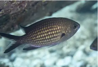 chromis_chromis_moenchsfisch_divedict_Mittelmeer_mediterranean_bio_lexicon-007