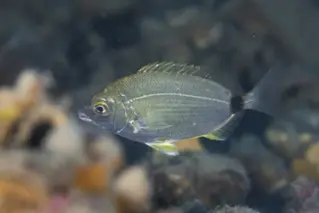 Ringelbrasse_Dipodus_annularis_divedict_Mittelmeer_mediterranean_bio_lexicon-043