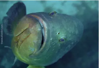 DiveDict_Foto_Biolexikon_Fische_Mittelmeer_Barsch_Epinephelus_Marginauts_brauner_ZackenbarschMaul