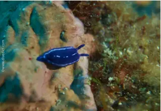 Hypselodoris_Tricolor_Dreifarbige_Sternschnecke_DiveDict_tauchen_diving_Mittelmeer