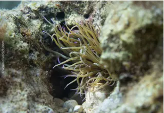 VB_wachsrose_anemonia_sulcata_diving_tauchen_mittelmeer_mediterranean