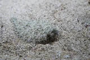 DiveDict_Foto_Biolexikon_Fische_Mittelmeer_Bild_Plattfische_bothus_podas_weitaugenbutt_Krotien_Italien_Nord_Adria_Frankreich