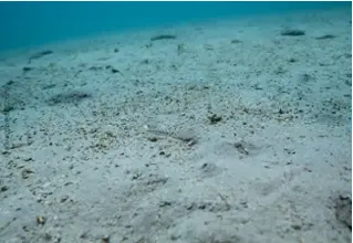 DiveDict_Foto_Biolexikon_Fische_Mittelmeer_Bild_Trachinus_Draco_gewoehnliches_Petermaennchen_Krotien_Italy_Nord_Adria_Frankreich