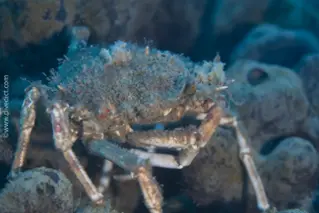 kleine_seespinne_maja_crispata_divedict_Mittelmeer_mediterranean_bio_lexicon-052