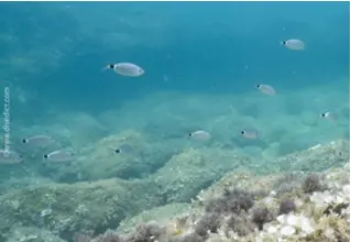 DiveDict_Foto_Bild_Biolexikon_Fische_Mittelmeer_Brasse_Oblada_melanura_bandbrasse