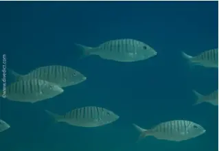 DiveDict_Foto_Biolexikon_Fische_Mittelmeer_Brasse_Lithognathus_Mormyrus_Marmorbrasse_Bild