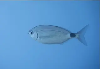 Bandbrasse_Oblada_melanura_divedict_Mittelmeer_mediterranean_bio_lexicon-076