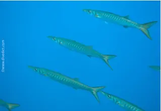 DiveDict_Foto_Biolexikon_Fische_Mittelmeer_Sphyraena_Barracuda_Bilder