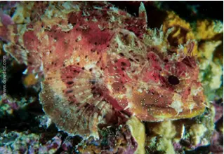 DiveDict_Foto_Biolexikon_Fische_Mittelmeer_Bild_Skorpionfische_Scorpaena_porcus_brauner_Drachenkopf_Krotien_Italien_Nord_Adria_France