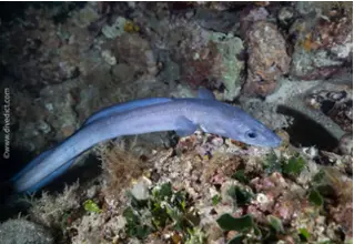 DiveDict_Foto_Biolexikon_Fische_Mittelmeer_Meeraal_Conger_Conger_Bild_Nordadria