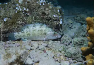 DiveDict_Photo_Biolexikon_Fishes_Mediterranean_symphodus_tinca_Peacock_wrasse_Image