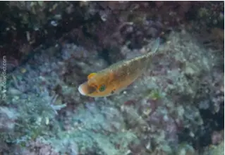 Mediterranean_Wrasse_Symphodus_mediterraneus_divedict_Mediterranean_bio_lexicon-030 DiveDict