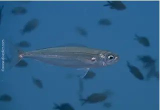 Locken_Pikarelle_Centracanthus_cirrus_divedict_Mittelmeer_mediterranean_bio_lexicon-038 DiveDict