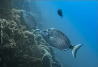 Spitzbrasse_Diplodus_puntazzo_divedict_biolexikon_bio_lexicon_tauchen_diving_Mittelmeer_Mediterranean3