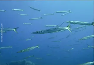 DiveDict_Foto_Biolexikon_Fische_Mittelmeer_Sphyraena_Barracuda_Bild