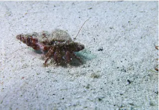 DiveDict_Fotos_Bild_Biolexikon_Mittelmeer_Krebstiere_Einsiedlerkrebs_Krebs_pagurus_anachoretus_gestreifter_Felseneinsiedler_Spanien_Italien_Griechenland_Frankreich_tauchen_Kroatien