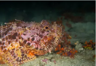 VB_grosser_drachenkopf_scorpaen_scrofa_diving_tauchen_mittelmeer_mediterranean