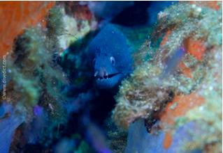 muraene_helena_divedict_tauchen_diving