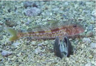 streiefenbarbe_mullus_surmuletus_divedict_Mittelmeer_mediterranean_bio_lexicon-016