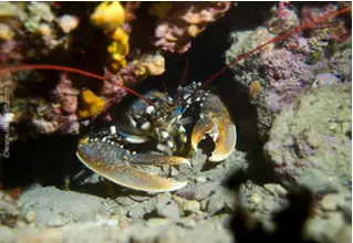 DiveDict_Foto_Bild_Biolexikon_Mittelmeer_Krebstiere_homarus_gammarus_Europaeischer_Hummer_Spanien_Italien_Griechenland_Frankreich_tauchen_Kroatien_unterwasser