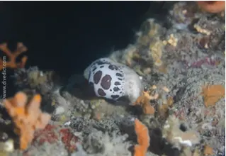 leopardenschnecke_peltodoris_atromaculata_schnecke_divedict_Mittelmeer_mediterranean_bio_lexicon-100