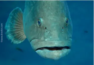 DiveDict_Foto_Biolexikon_Fische_Mittelmeer_Barsch_Epinephelus_Marginauts_brauner_Zackenbarsch_Gesicht