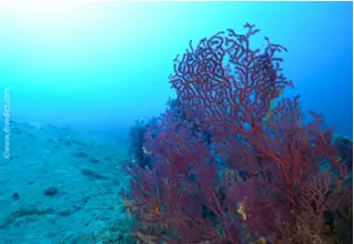 DiveDict_Fotos_Bild_Biolexikon_Mittelmeer_Nesseltiere_Leptogorgia_rube_rima_Rote_Gorgonie_Spanien_Italien_Griechenland_Frankreich_tauchen