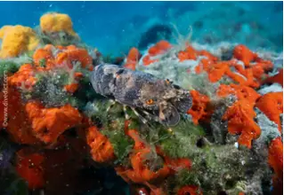 DiveDict_Foto_Bild_Biolexikon_Mittelmeer_Krebstiere_kleiner_Baerenkrebs_Krebs_scyllarus_Arctus