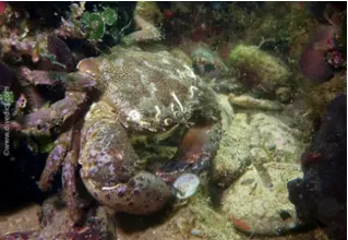 DiveDict_Fotos_Bilder_Biolexikon_Mittelmeer_Krebstiere_Krebs_eriphia_verrucasa_italienischer_taschenkrebs_Spanien_Italien_Griechenland_Frankreich_tauchen_Kroatien