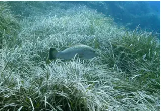 DiveDict_Foto_Biolexikon_Barsch_Fische_Mittelmeer_Epinephelus_Marginauts_brauner_Zackenbarsch_posidonia_oceanica
