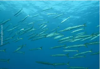 DiveDict_Fotos_Biolexikon_Fische_Mittelmeer_Sphyraena_Barracuda