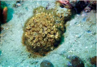 DiveDict_Foto_Bild_Biolexikon_Mittelmeer_Cladocora_Caespitosa_Rasenkoralle_Koralle_Kroatien_Spanien_Italien_Griechenland_Frankreich_tauchen_schnorcheln