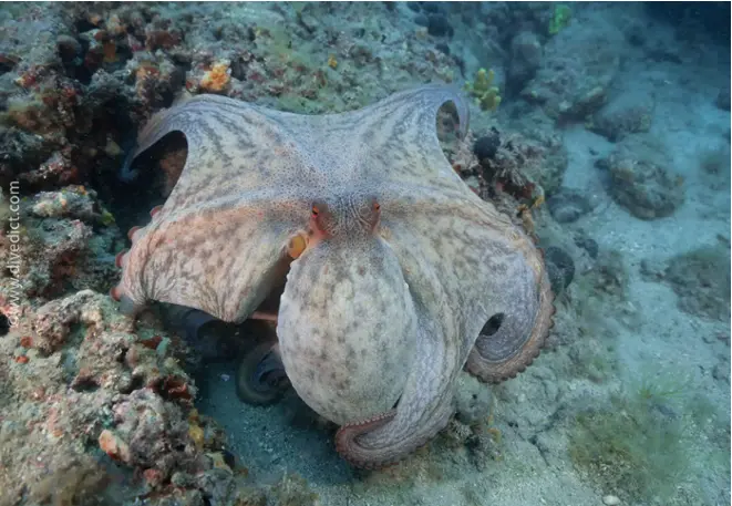 divedict_foto_picture_biolexicon_mediterranean mollus_cephalopods_octopus_octopus_vulgaris_my_octopus_teacher_my_friend_the_octopus_octopus_teacher_my_friend_the_octopus