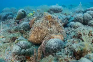 divedict_foto_pictures_biolexicon_mediterranean mollus_cephalopods_octopus_octopus_vulgaris_my_octopus_teacher_my_friend_the_octopus_octopus_teacher_my_friend_of_octopus_octopus_octopus_octopus_teacher_my_friend_octopus_octopus_teacher_my_friend_the_octopus_octopus_teacher_