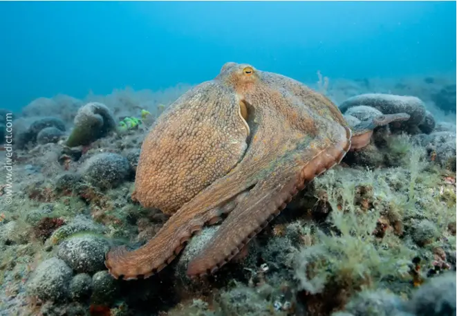 divedict_fotos_picture_biolexicon_mediterranean mollus_cephalopods_octopus_octopus_vulgaris_my_octopus_teacher_my_friend_the_octopus_octopus_teacher_my_friend_the_octopus