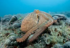 Common octopus