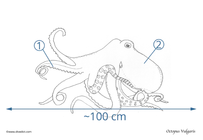 illustration_octopus_vulgaris_divedict_biolexicon