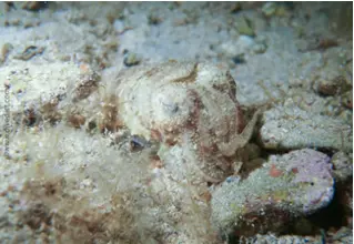 divedict_foto_picture_biolexicon_mediterranean_mollus_cephalopods_sepia_officinalis_commune_cutting_france_diving_snorkeling_swimming