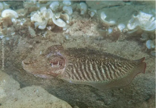 divedict_foto_picture_biolexicon_Mediterranean_mollus_cephalopods_sepia_officinalis_commune_cutting_Croatia_Spain_Italy_Greece_France_diving_snorkeling