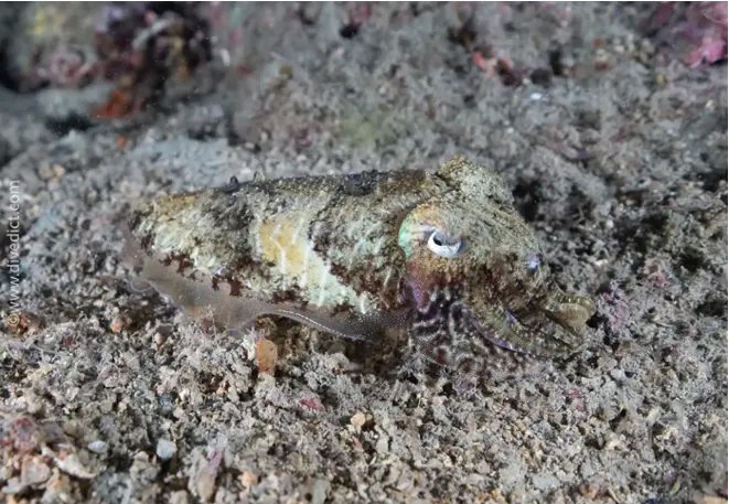 divedict_foto_picture_biolexicon_Mediterranean_mollus_cephalopods_sepia_officinalis_commune_cutting_Croatia_Spain_Italy_Greece_France_diving
